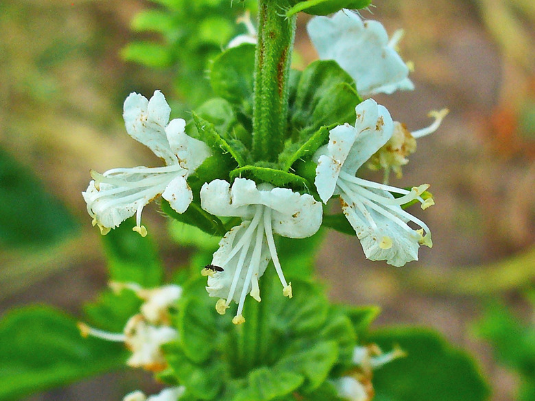 Delightful white flowers from a sweet basil (Ocimum basilicum) plant sprout forth.