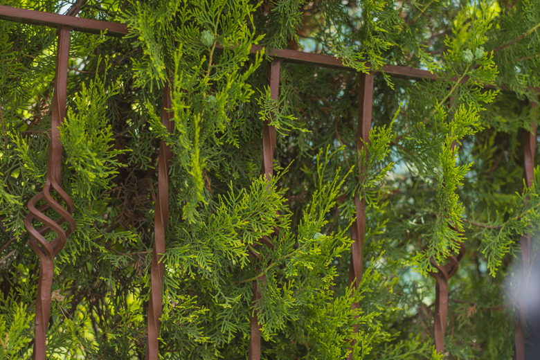 A lemon cypress tree grows along a metal gate.