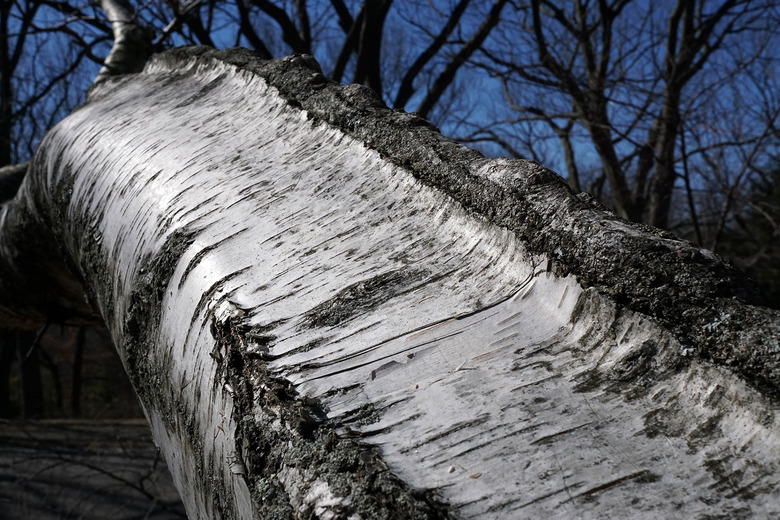 An upshot of the bark of an American white birch (Betula papyrifera).