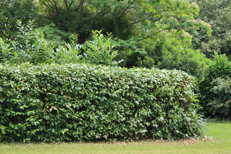 A pruned cherry laurel (Prunus laurocerasus) hedge in a garden.