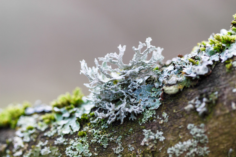 A close-up of lichen on a branch.