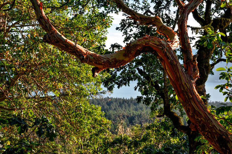 A madrone tree at John Dean Park in Vancouver Island, BC.