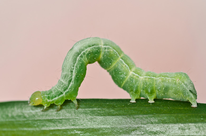 A green inchworm crawls along a leaf.