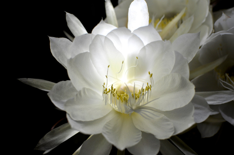 A white orchid cactus (Epiphyllum oxypetalum) flower in bloom at night.