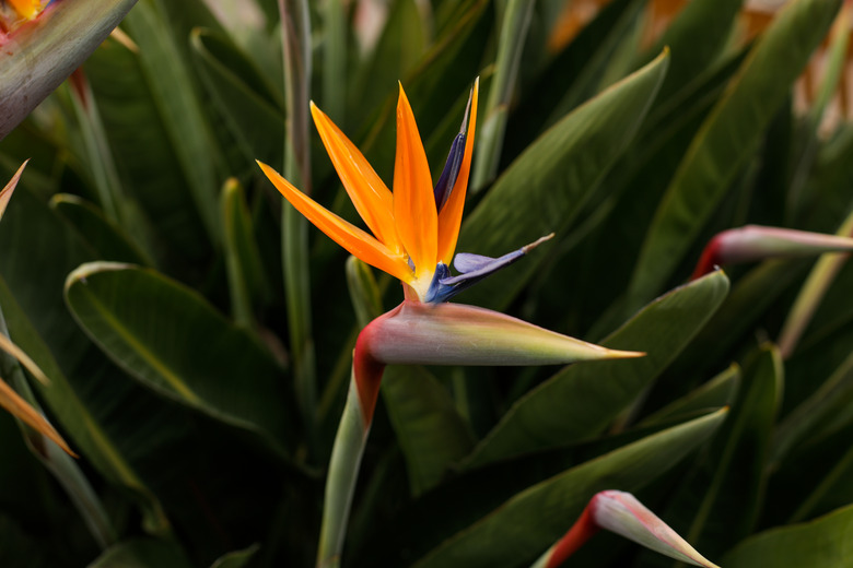 A shallow depth of field (selective focus) details on a bird of paradise (Strelitzia reginae) plant.