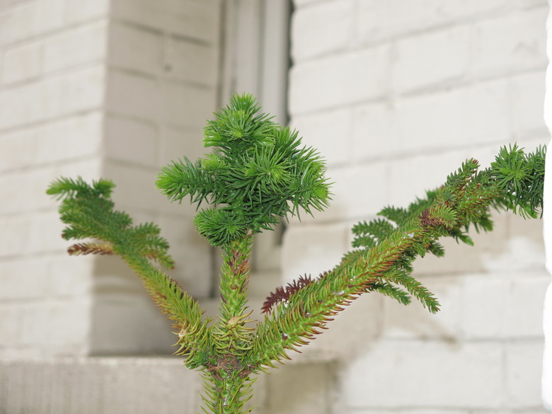 A small Norfolk Island pine (Araucaria heterophylla) growing near a white brick wall.