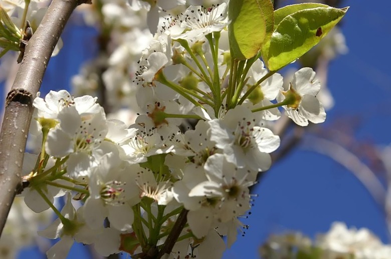 A close-up of some pretty Cleveland Select ornamental pear tree (Pyrus calleryana ‘Cleveland Select’) flowers.