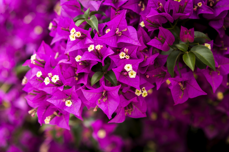 A close-up of bougainvilleas blooming outdoors in dark magenta colors.