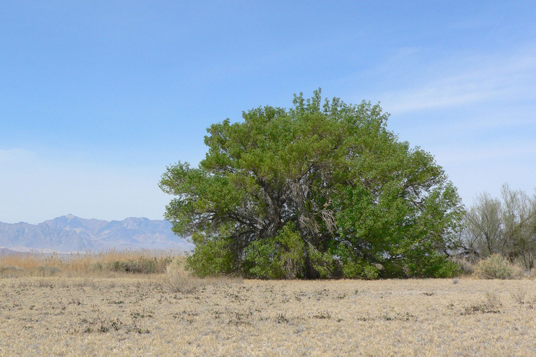 A large Arizona ash tree (Fraxinus velutina) growing on a dusty plain in southern Nevada.