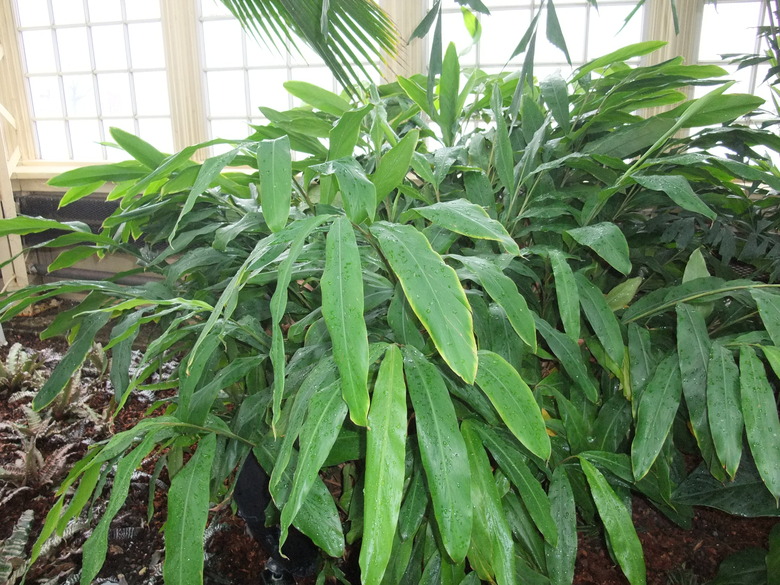 A close-up of a cardamom (Elettaria cardamomum) plant growing in a greenhouse.