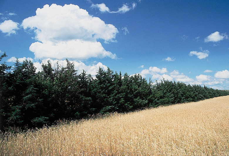 A number of eastern red cedars (Juniperus virginiana) growing in a line under a partially cloudy blue sky.