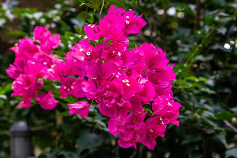 A close-up of the delightfully pink bracts of a bougainvillea plant.