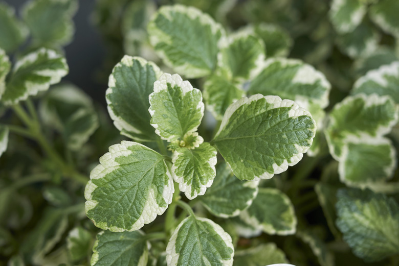 A top-down shot of some white-edged Swedish ivy (Plectranthus coleoides) plants.