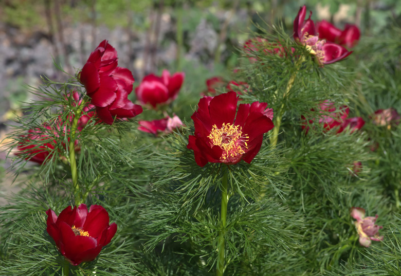 Deep red fernleaf peony (Paeonia tenuifolia) flowers growing at Kew Gardens in London, England.