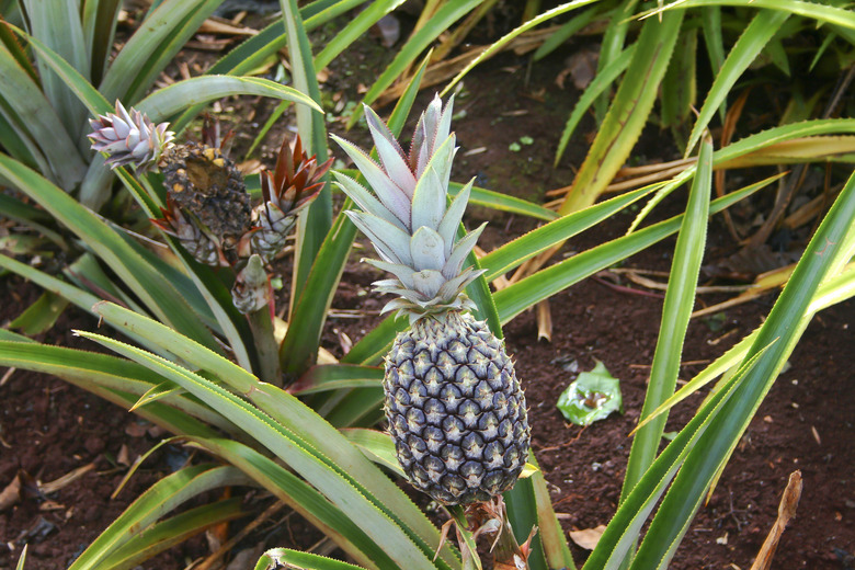 Pineapples (Ananas comosus) growing in Oahu, Hawaii.