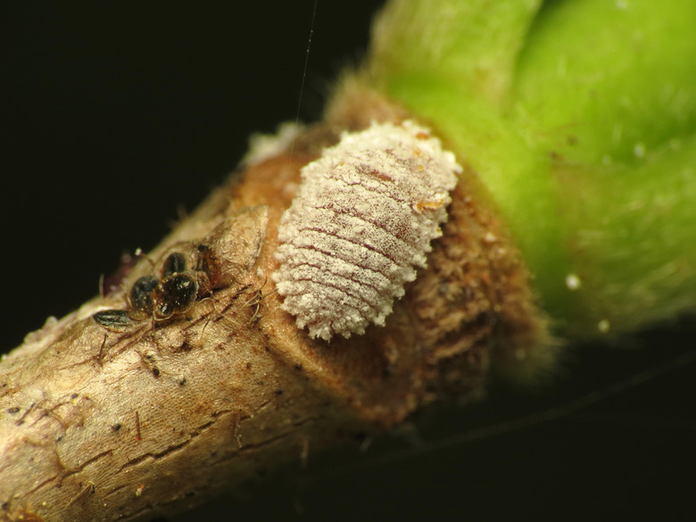 Some mealybugs at various stages in their life cycles crawling on the branch of a plant.