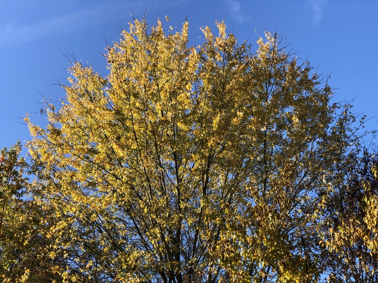 A massive silver maple (Acer saccarinum) growing in Fairfax County, Virginia.