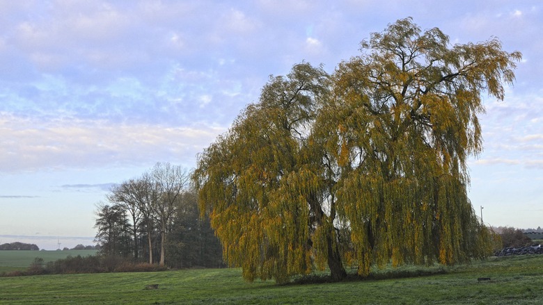 A golden weeping willow (Salix alba 'Tristis') set against a colorful sky of blues, purples and pink.