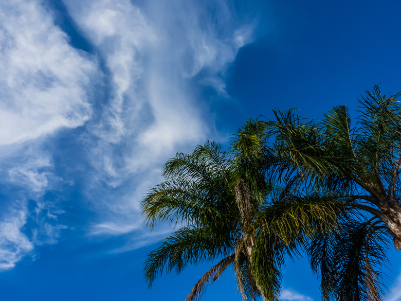 An upshot of two queen palm trees (Syagrus romanzoffiana) set against a blue sky.