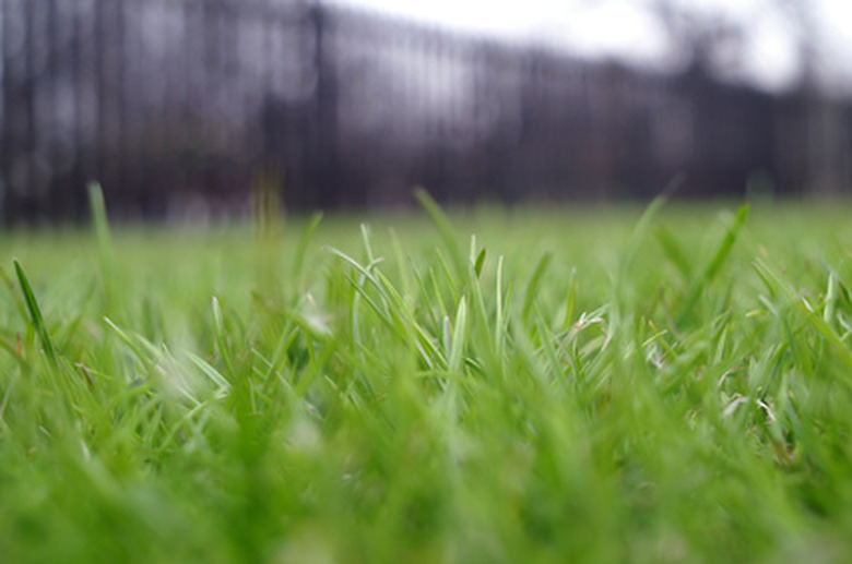 A selective focus close-up shot of a grass lawn.