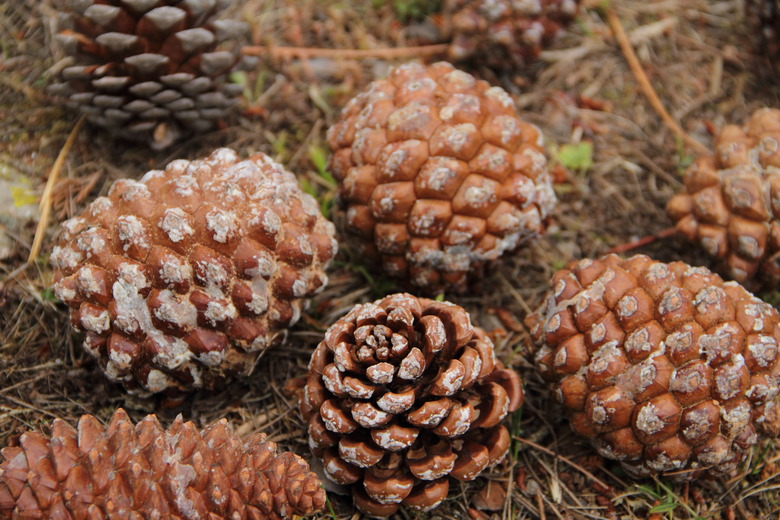 Closed pine cones on the forest floor.