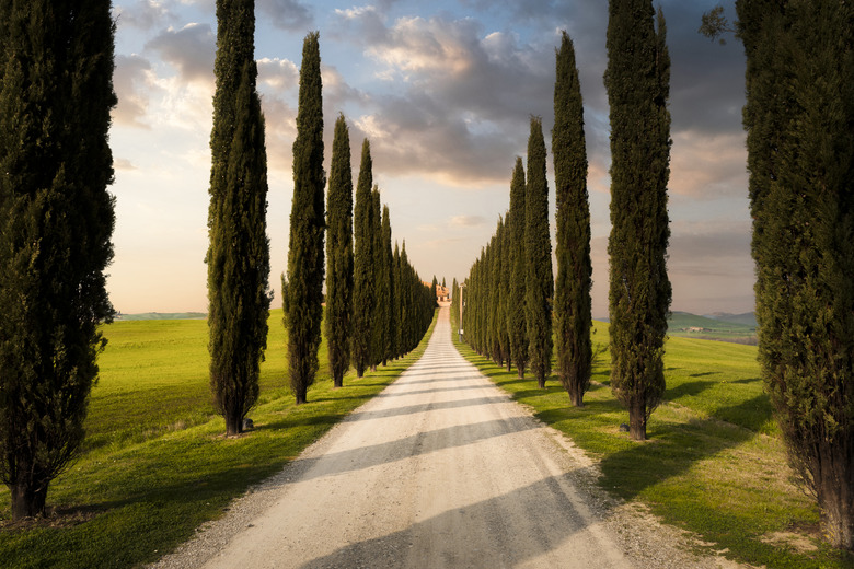 A country road among cypresses in Tuscany, Italy.