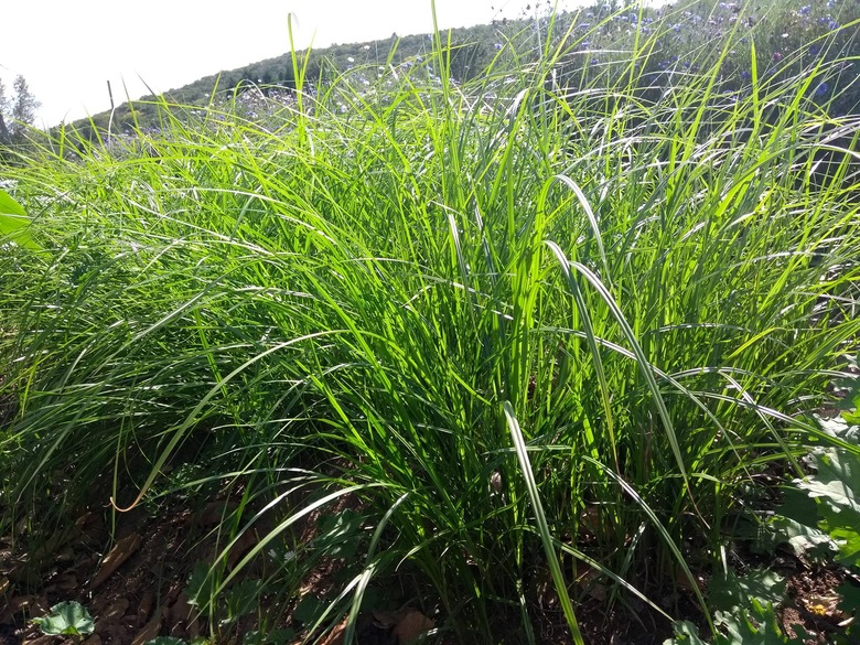 A close-up of some yellow nutsedge (Cyperus esculentus).