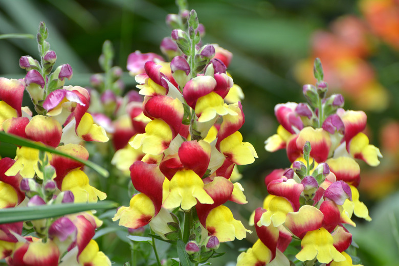 Red and yellow antirrhinum blooms in a garden.