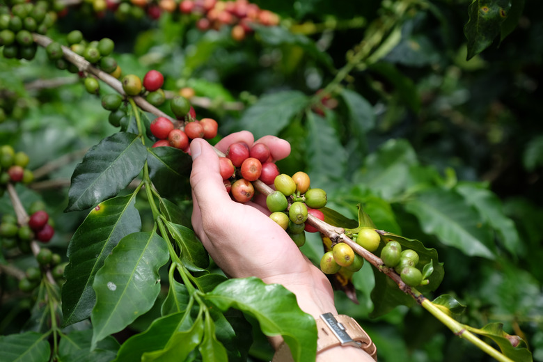 A hand reaching out to grab the branch of a coffee tree.