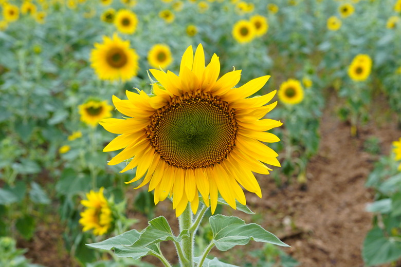 A gorgeous sunflower (Helianthus annuus) center of frame facing toward the camera.