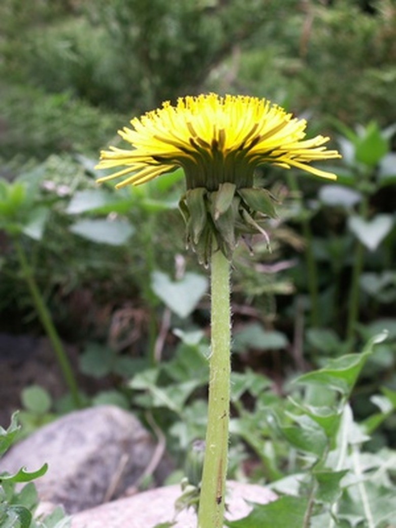 How To Cook Fresh Dandelion Root