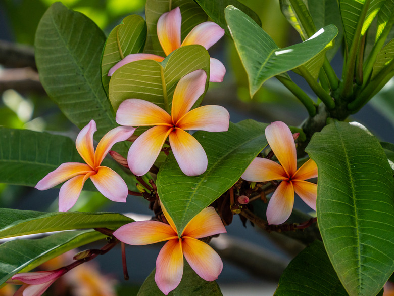 A handful of multicolored flowers of a red nosegay tree (Plumeria rubra) in bloom.