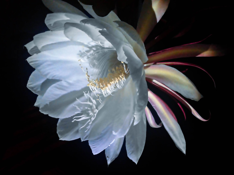 A close-up of a white night-blooming cereus flower.