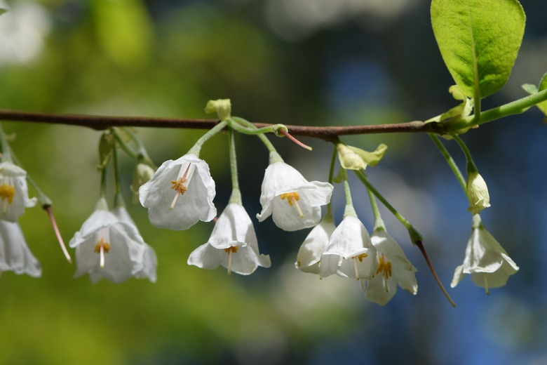 Some delicate white flowers growing on a Carolina silverbell (Halesia carolina).