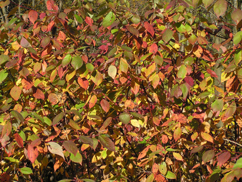 A red tip photinia (Photinia x fraseri) with leaves of orange, red, green, yellow and brown soaking up some sun.