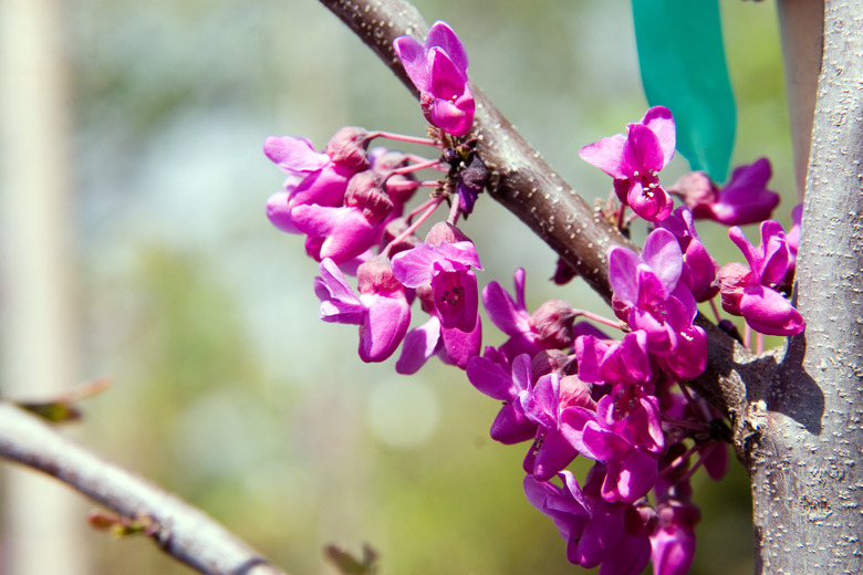 A close-up of some magenta flowers on an Oklahoma redbud tree (Cercis canadensis var. texensis 'Oklahoma').