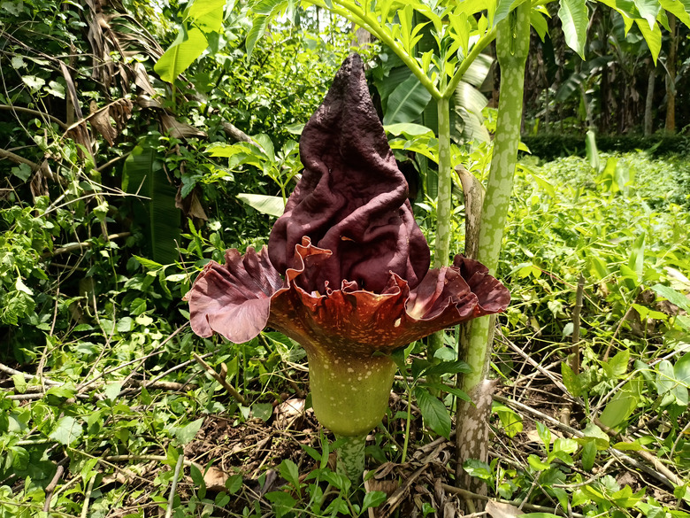 An elephant yam (Amorphophallus paeoniifolius) flower bursting up toward the sky.