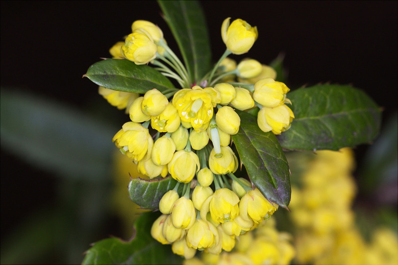 A close-up of some lovely yellow wintergreen barberry (Berberis julianae) flowers.