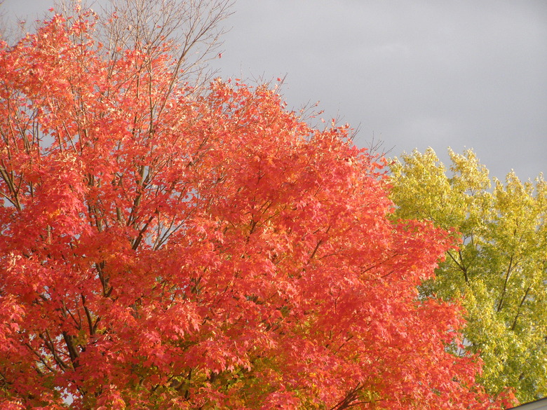 A red maple tree (Acer rubrum) swaying in the wind.