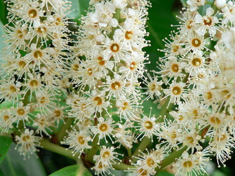 A close-up of some lovely Portuguese cherry laurel (Prunus lusitanica) flowers.