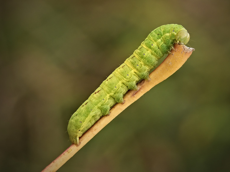 A close-up of a green worm on a stem of a plant.