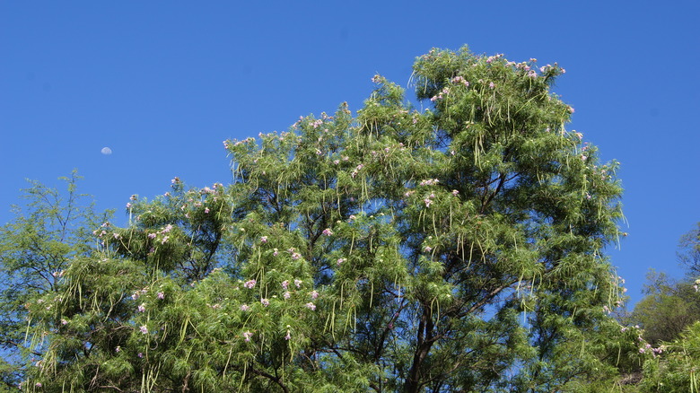 An upshot of a massive desert willow tree (Chilopsis linearis) set against a blue sky background.