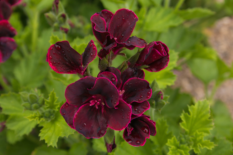 A close-up of some deep red flowers of a Martha Washington geranium (Pelargonium x domesticum).