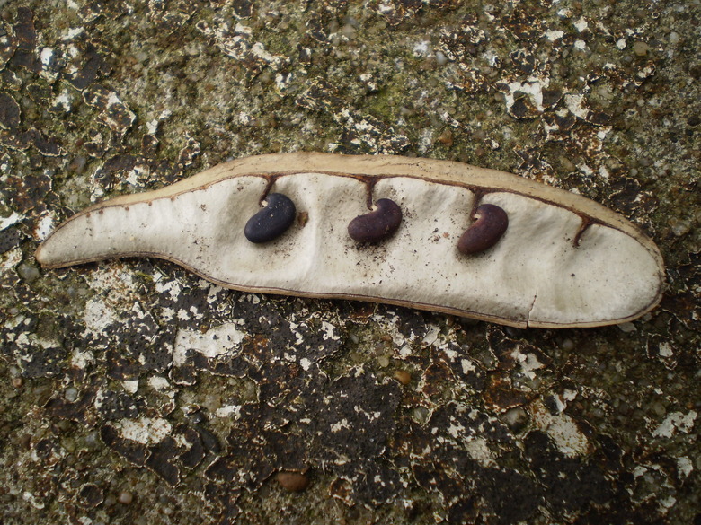 A seedpod of a black locust tree (Robinia pseudoacacia) opened to reveal the black seeds inside.