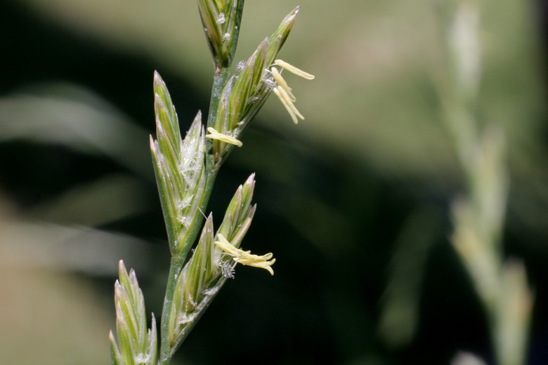 A close-up of some perennial ryegrass (Lolium perenne) growing at New Mexico State University.