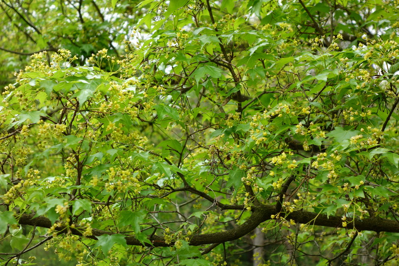 A delightfully green shantung maple (Acer truncatum) growing at the Morris Arboretum in Philadelphia, Pennsylvania.