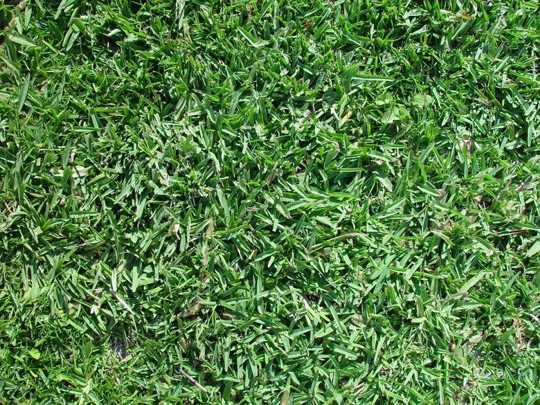 A full-frame, top-down shot of some buffalo grass (Bouteloua dactyloides).