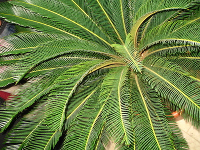 A close-up of athe bushy crown of a robellini palm tree (Phoenix roebelenii).