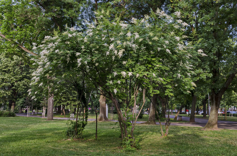 A Japanese tree lilac (Syringa reticulata) full of flowers in the springtime.