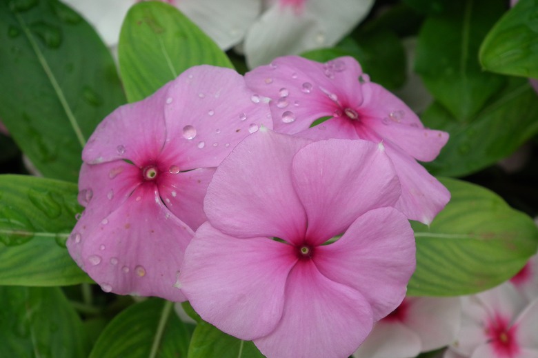 Three deep pink Madagascar periwinkle (Catharanthus roseus) blooms.